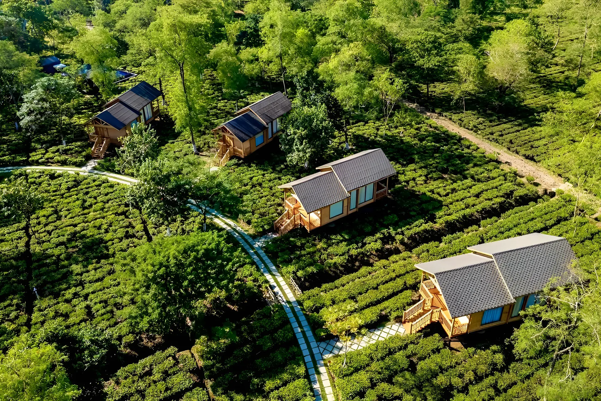 Durrand Tea State Assam